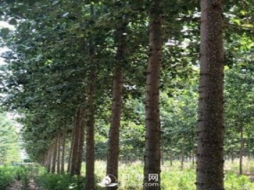 河南周口：培育出不飞絮的杨树新品种