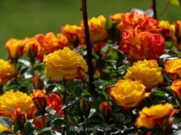 安阳市滑县森林公园月季花开放，赏花打卡正当时