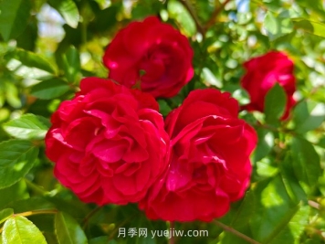 月季红木香爆花机器，花艳丽花量大花期长