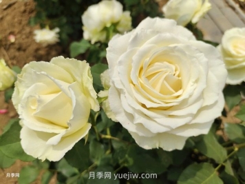 十一朵白玫瑰的花语和寓意