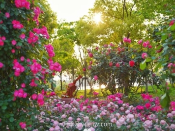 上海前滩休闲公园，月季花海盛景等你赏
