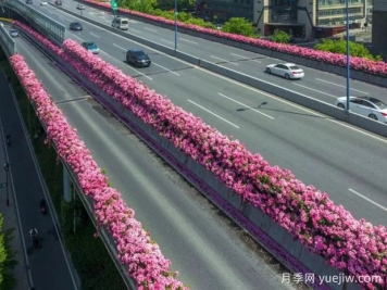 杭州高架月季初开，2024年又到走花路时间