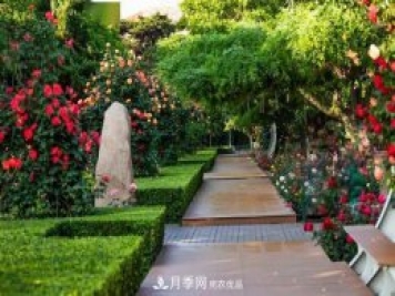 秦皇岛适合养月季花，市花和市树是什么