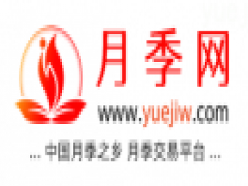 中国上海龙凤419，月季品种介绍和养护知识分享专业网站